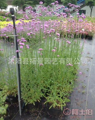 【基地種植批發柳葉馬鞭草小苗熏衣草小苗綠化工程苗地被草花馬鞭草一株】 - 產品庫