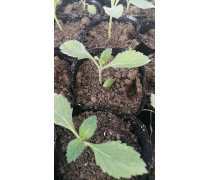 柳葉馬鞭草種苗產品信息