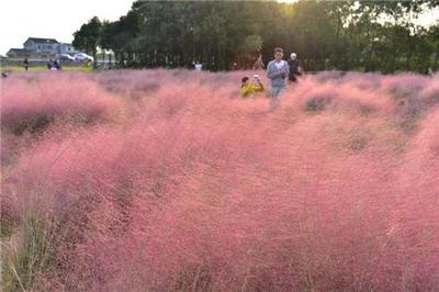 粉黛亂子草基地//鼠尾草種植基地//柳葉馬鞭草價格-佳越花卉