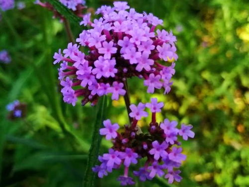 最愛神秘高雅的紫色花朵 春天盆栽上3種,有的如絨球有的可聞香
