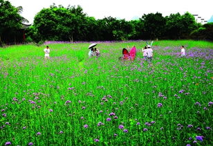 桂林這片 薰衣草 浪漫盛放 花海可以持續7月