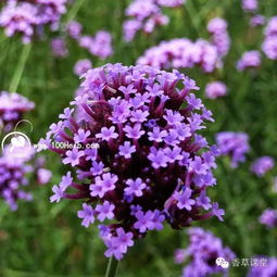 能幫助消化,還能讓你保持身材的檸檬味香草