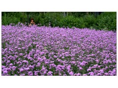 出售.柳葉馬鞭草種子.闊葉馬鞭草種子