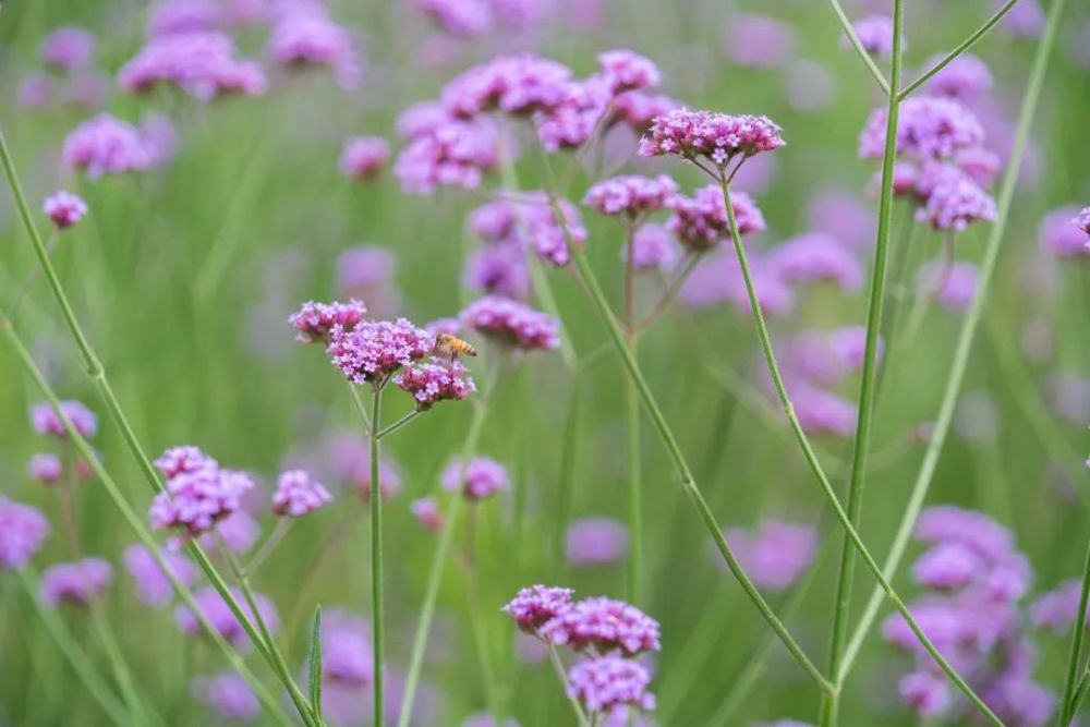油畫般的夢幻花海!杭州&ldquo;普羅旺斯&rdquo;竟藏在這里?快來打卡紫色浪漫
