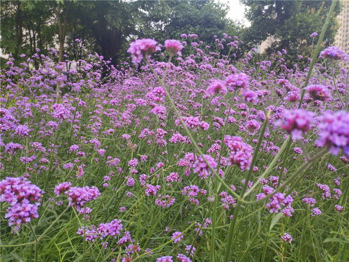 美麗吉安 柳葉馬鞭草嬌艷盛開