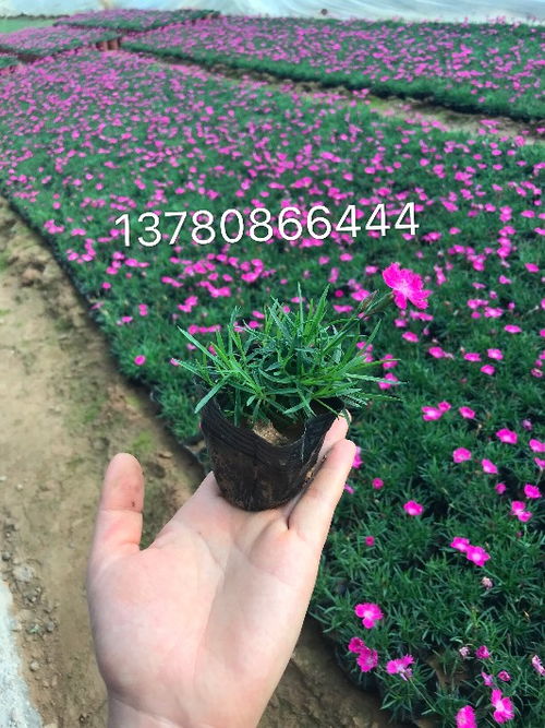 【柳葉馬鞭草基地直發】- 