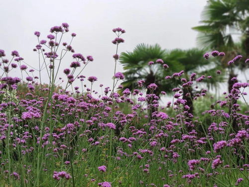 柳葉馬鞭草盛開 申城這些地方可感受 紫色浪漫