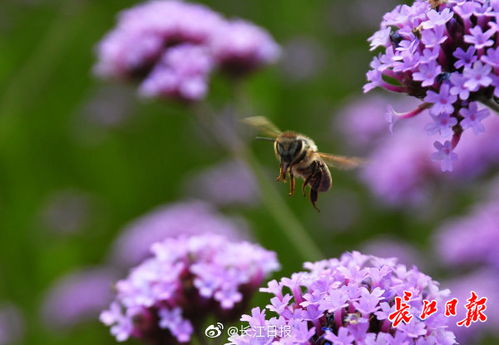 紫色花海,美 圖集