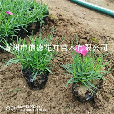 舟山市小葉扶芳藤工程苗供應商