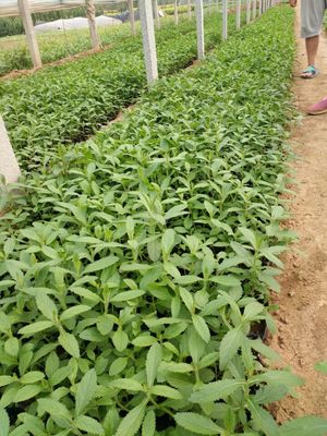 青州市燕林花卉苗木