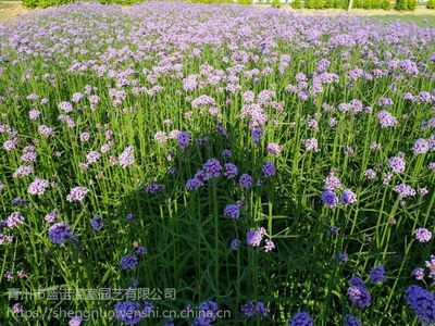 馬鞭草杯苗馬鞭草花海馬鞭草基地
