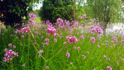 美麗吉安之賞花系列:柳葉馬鞭草花海惹人醉