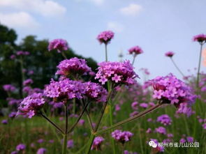雀兒山公園夏季花海,浪漫來襲