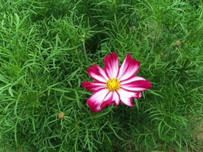 薰衣草莊園走進 菏澤