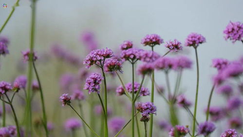 太夢幻了 廈門驚現馬鞭草花海,周末賞花正當時