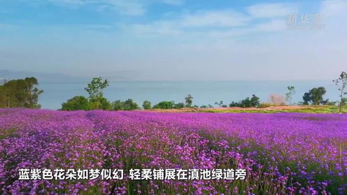 漫步滇池綠道相遇紫色花海,柳葉馬鞭草競相綻放