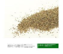 柳葉馬鞭草種子優質商家置頂推薦產品