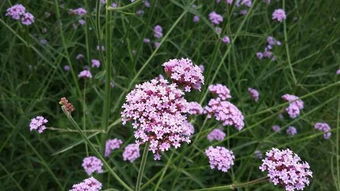 薰衣草 馬鞭草 鼠尾草 管它什么草,共賞這紫色花海就好
