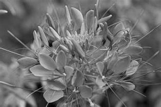 大片花海簇?fù)硐?杭州城市顏值高