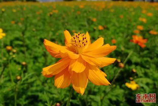 又刷屏了 福州這里有花海,美得令人窒息