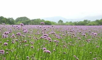 小編上天入地為你網(wǎng)羅德清周邊所有的 紫色