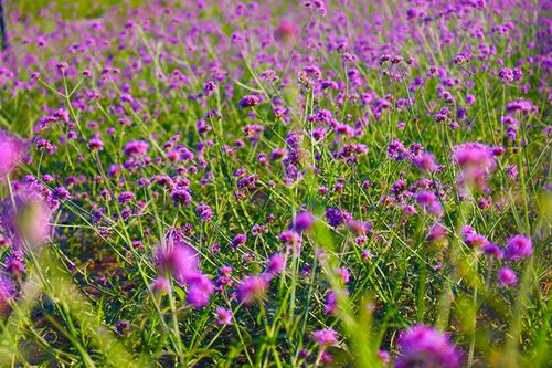 世外桃源 般的冰溝河,藍(lán)天白云,綠意彌漫鳳凰網(wǎng)甘肅 鳳凰網(wǎng)