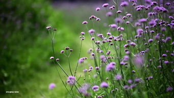 聯(lián)洋又一賞花圣地來啦 5000平方米浪漫紫色花海,太驚艷了