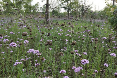 柳葉馬鞭草,盛夏最后的浪漫