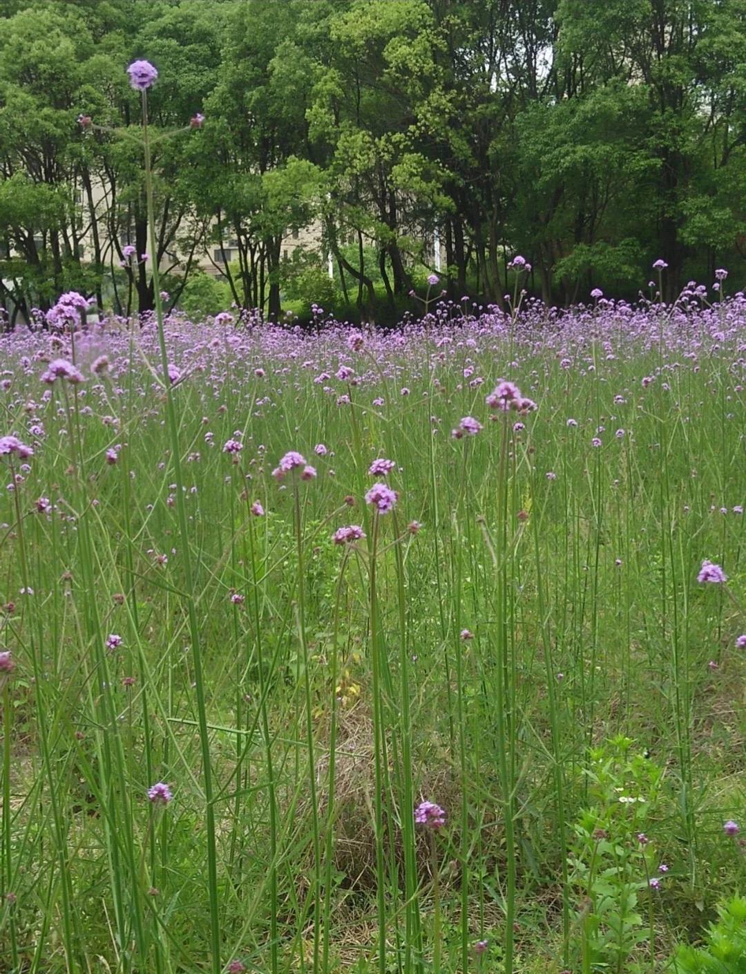 柳葉馬鞭草盆栽桑托斯馬鞭草多年生宿根花卉花鏡植物包郵庭院包