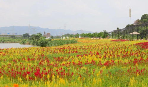 風(fēng)吹麥浪,百花盛開 東莞的夏天美翻了