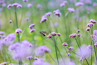 求擴(kuò)散 花海初綻放,打卡新地標(biāo),這里承包了安吉最流行的 紫