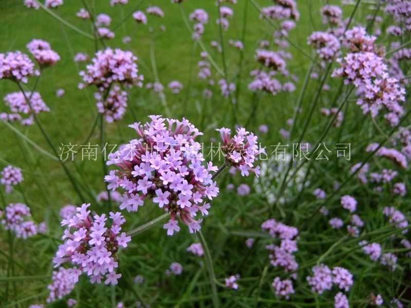 銷售柳葉馬鞭草種子柳葉馬鞭草價(jià)格馬鞭草種子批發(fā)馬鞭草花海