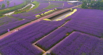 美炸了 宿遷三臺(tái)山紫色花海,刷爆朋友圈