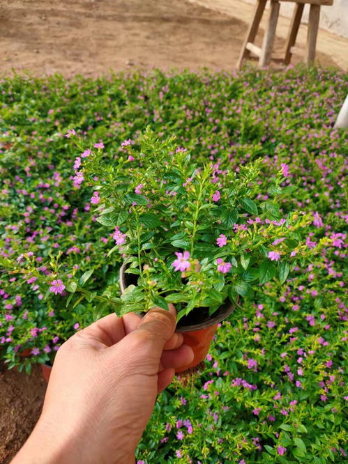 嘉峪關柳葉馬鞭草大量供應