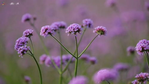 廈門版 普羅旺斯 ,紫色花海美翻天 地鐵直達