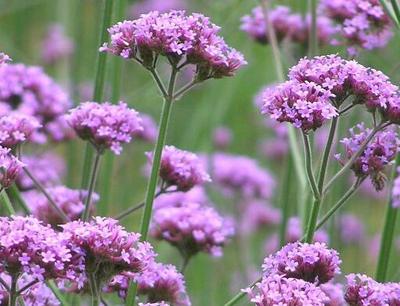 云南矮生柳葉馬鞭草培育