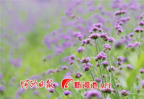 南丹農民 抱團 種出一片浪漫花海,最佳賞花期7月至8月中旬