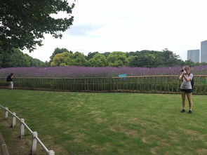 柳葉馬鞭草花田