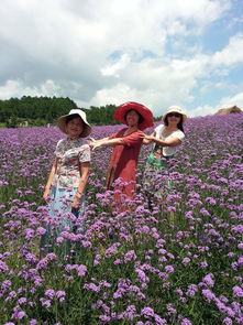我和花兒有個約會 五 湖南鳳凰縣塘橋柳葉馬鞭草