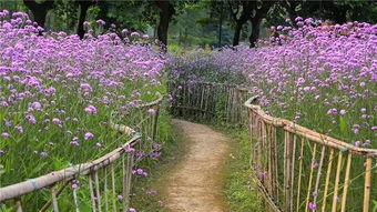 眼 園 世紀公園的那抹紫