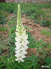 輝縣首屆中原百畝花海開園 鮮花免費送就是這么任性