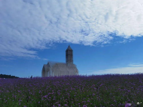 太美了 成都這幾處紫色花海堪比普羅旺斯