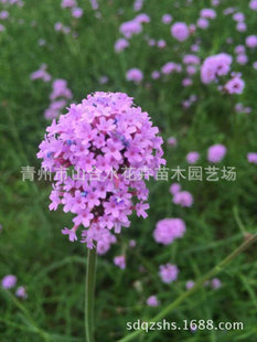 宿根花卉系列_產品展示第1頁-青州市山合水花卉苗木園藝場