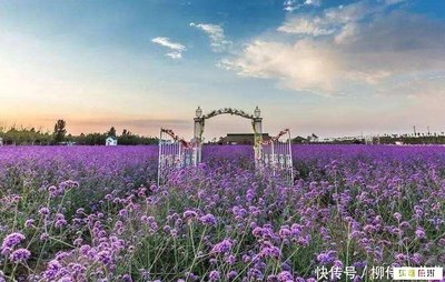 龍池生物:菏澤牡丹景點紫菏香草生態園