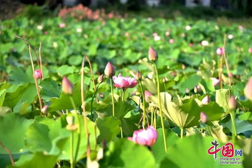 來成都金堂賞花品果 樂享悠閑自在