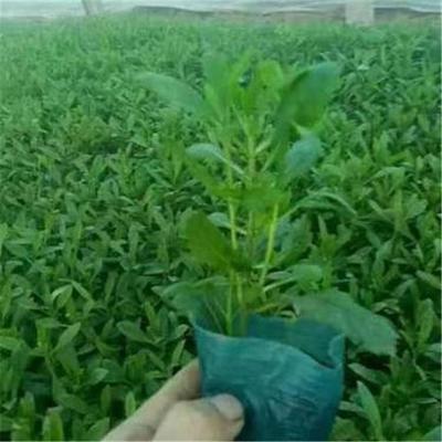 柳葉馬鞭草價格