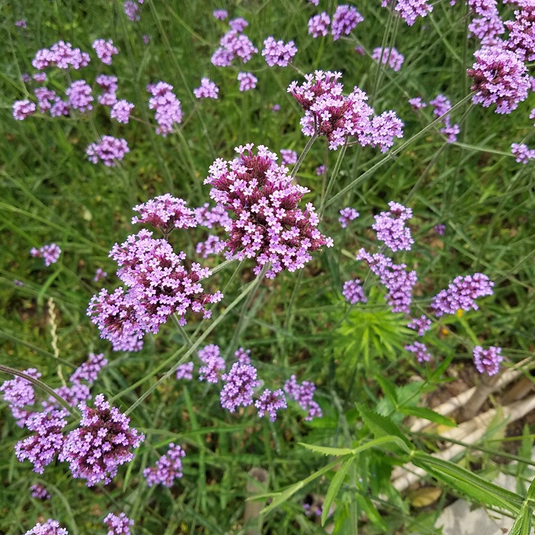 批發批發柳葉馬鞭草草本花卉種子馬鞭草種子園藝觀賞芳香花卉易種