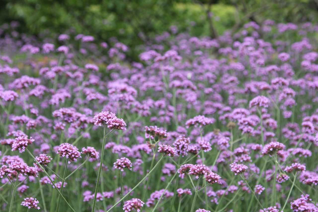 柳葉馬鞭草花田