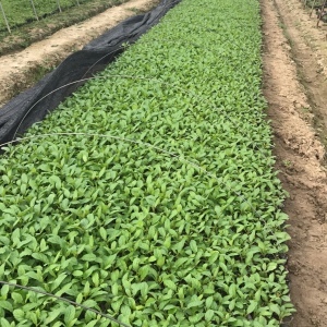 青州柳葉馬鞭草種植