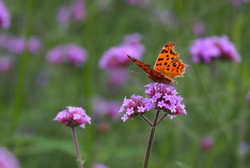 這個植物園 秋季花海嘉年華 去定了 據說去的人十有八九都會上癮